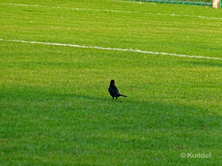 2011 05 21_HSVB1-VfL Wolfsburg - Norddeutsche Meisterschaft Halbfinale_Idylle Phasenweise passierte wenig, sodass Gäste ungestört zu Besuch kamen.